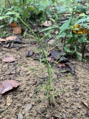Equisetum arvense
