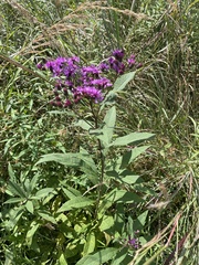 Vernonia missurica
