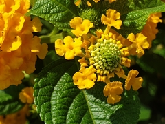 Lantana depressa