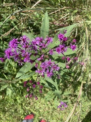 Vernonia missurica