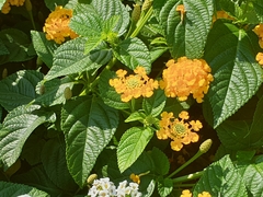 Lantana depressa