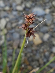 Carex echinata