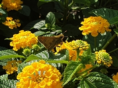 Lantana depressa
