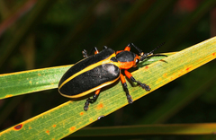 Mecistomela marginata