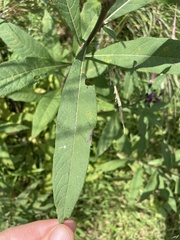 Vernonia missurica