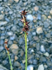 Carex echinata