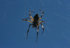 Nephilingis cruentata