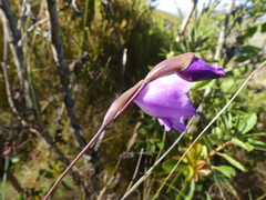 Gladiolus patersoniae