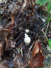 Lycoperdon perlatum