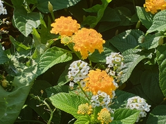Lantana depressa