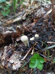 Lycoperdon perlatum