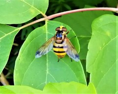 Volucella inanis