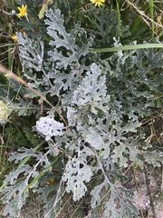 Jacobaea × albescens