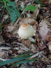 Lepiota clypeolaria