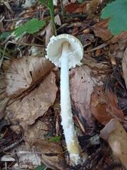 Lepiota clypeolaria