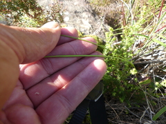 Gladiolus patersoniae