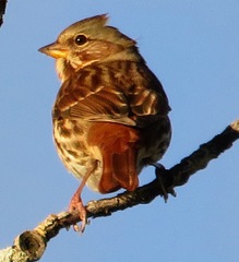 Passerella iliaca