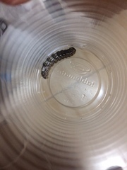 Acronicta megacephala