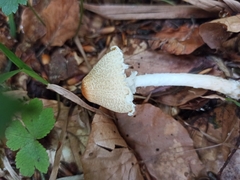 Lepiota clypeolaria