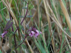 Odontites vulgaris