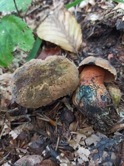 Neoboletus