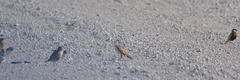 Eremopterix verticalis damarensis