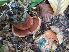 Neoboletus
