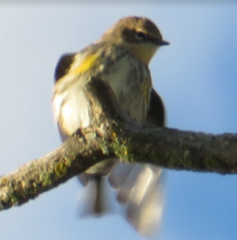 Setophaga coronata auduboni