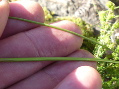 Gladiolus patersoniae