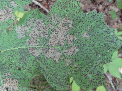 Apiognomonia errabunda