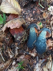 Neoboletus