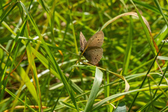 Aphantopus hyperantus