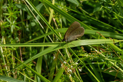 Aphantopus hyperantus