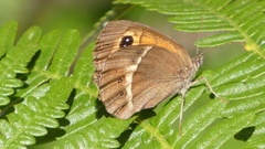 Pyronia bathseba