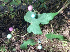 Ampelopsis