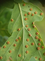 Neuroterus numismalis