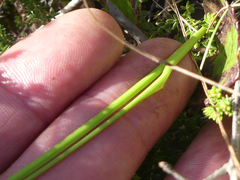 Gladiolus patersoniae