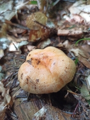 Lactarius deliciosus