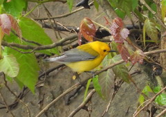 Protonotaria citrea