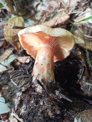 Lactarius deliciosus