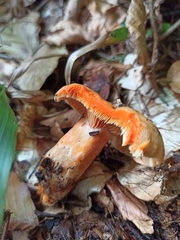 Lactarius deliciosus