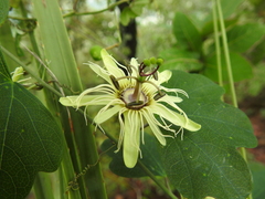 Passiflora affinis
