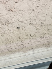 Veromessor pergandei