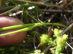 Gladiolus patersoniae