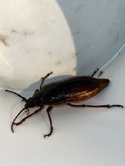 Derobrachus geminatus