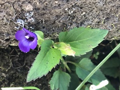 Torenia asiatica