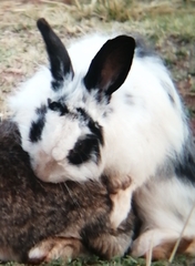 Oryctolagus cuniculus domesticus