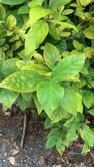 Calycanthus floridus