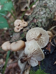 Lentinellus flabelliformis