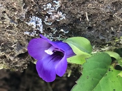 Torenia asiatica